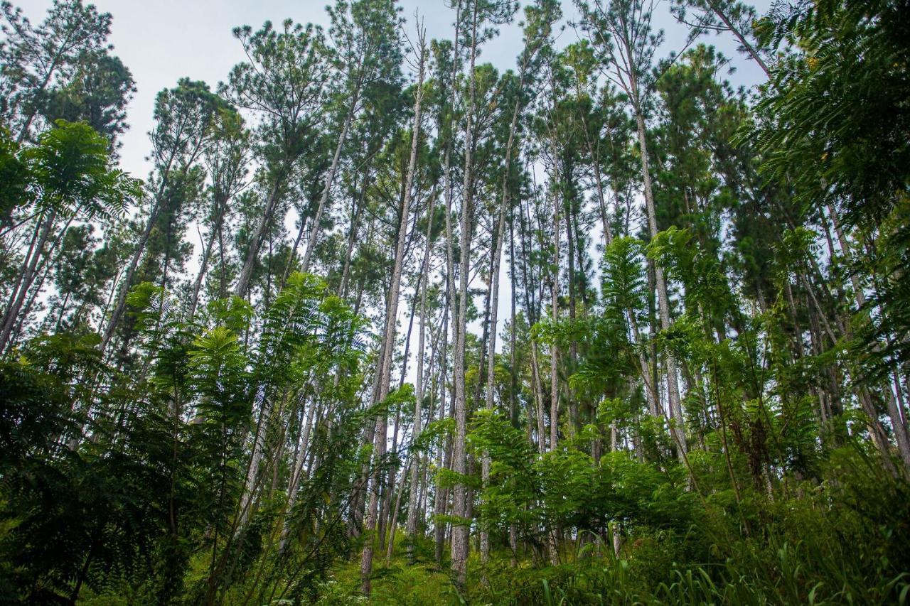 Ella Forest Paradise Hotel 外观 照片